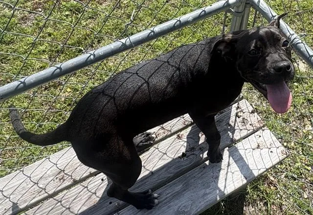 A young small-sized female Labrador Retriever dog named Cora for adoption in Panama City, FL