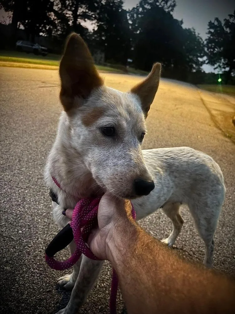 A young medium-sized female White / Cream Cattle Dog dog named Nan for adoption in Parker, CO