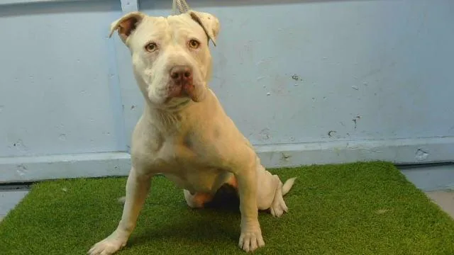 An adult large-sized female Pit Bull Terrier dog named Lina for adoption in Gardena, CA