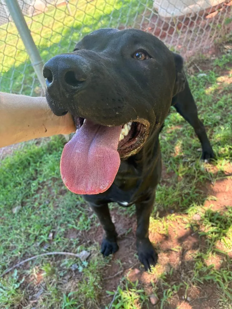 A young large-sized male Labrador Retriever dog named Squid for adoption in Noble, OK