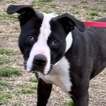 A young large-sized male Black Pit Bull Terrier dog named Drew for adoption in Naperville, IL