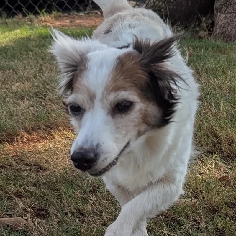 A senior small-sized female Chihuahua dog named Tilly for adoption in Pelham, NH