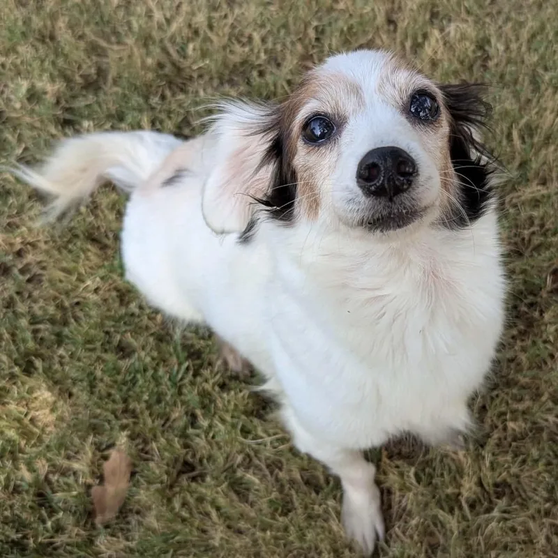 Tilly thumbnail 3