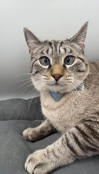 A young small-sized male Domestic Short Hair cat named Lynx for adoption in Lawrenceville, GA