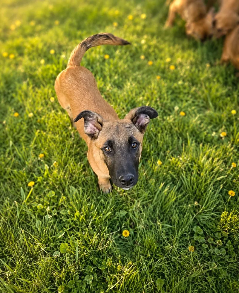A young medium-sized male Bicolor German Shepherd Dog dog named Rocky for adoption in Union Grove, WI