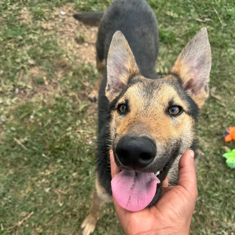 A young medium-sized male Black German Shepherd Dog dog named Ozzy for adoption in Richmond, TX