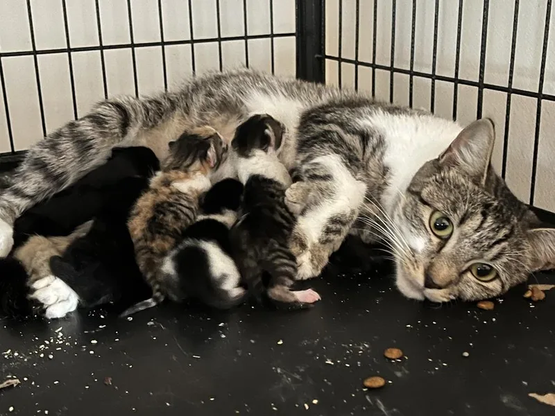 Mama Chloe thumbnail 3