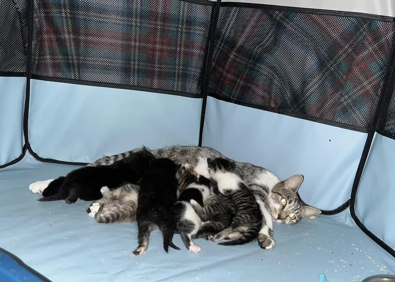 Mama Chloe thumbnail 4