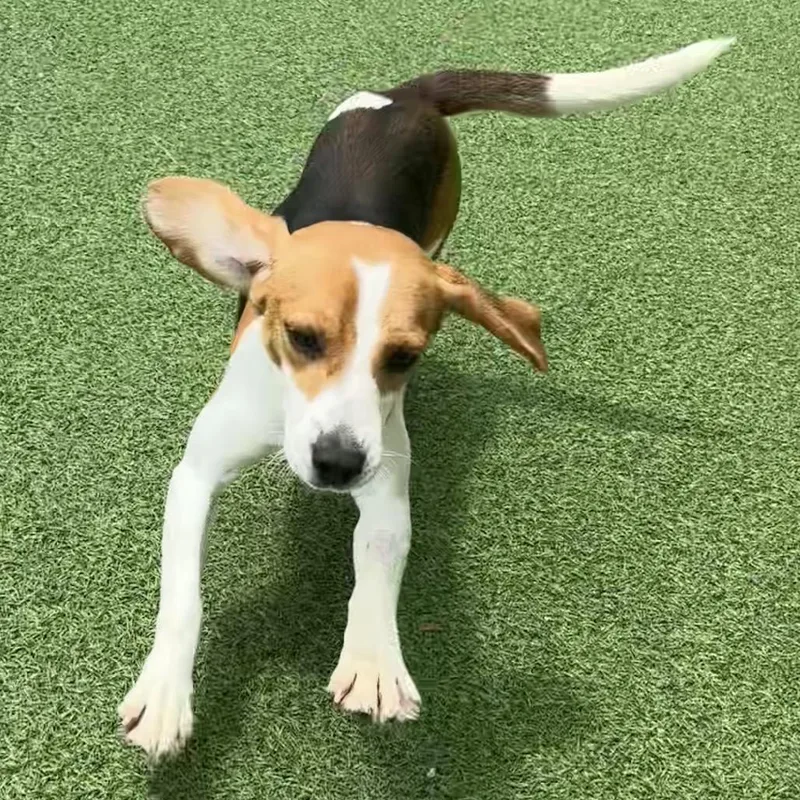 An adult medium-sized male Yellow / Tan / Blond / Fawn Beagle dog named Langley for adoption in Lauderhill, FL