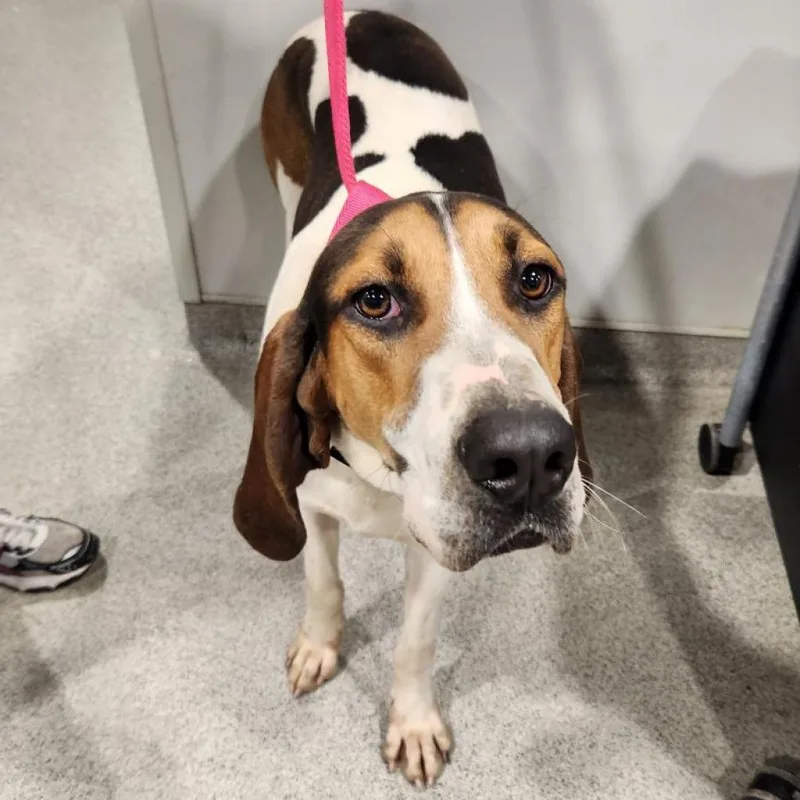 An adult large-sized male Hound dog named Luke for adoption in Tampa, FL