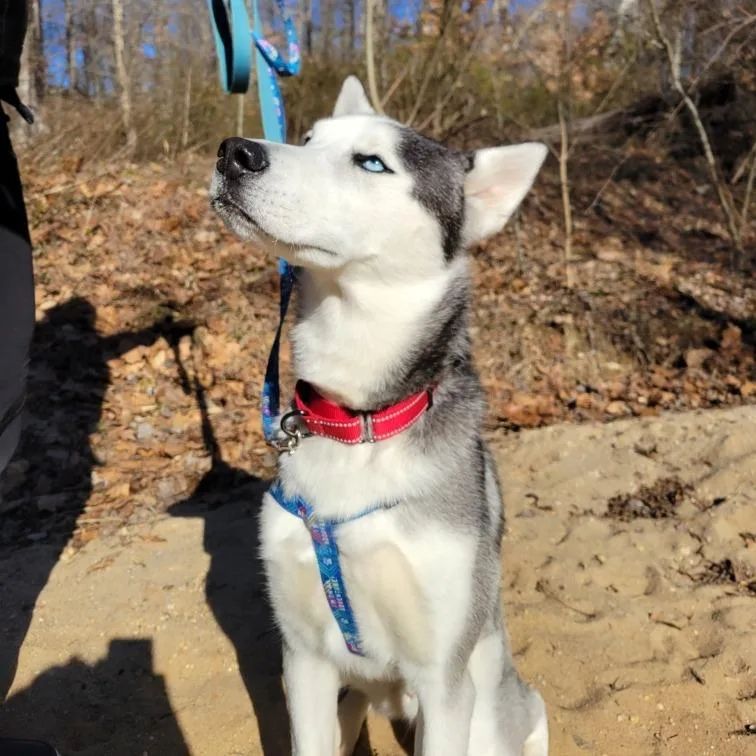 Finnegan thumbnail 2