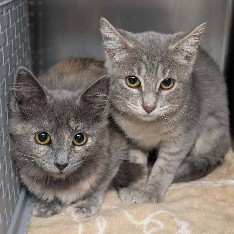 A baby small-sized female Domestic Medium Hair cat named Babbette for adoption in Spokane, WA