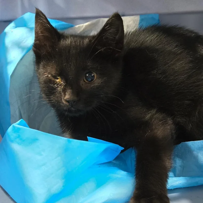 A baby small-sized female Black Domestic Short Hair cat named Cinder for adoption in Newark, NJ