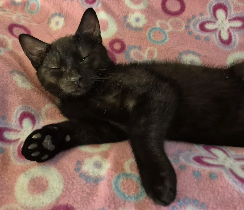 A baby medium-sized male Black Domestic Short Hair cat named Farmer Tim for adoption in Highland Park, NJ