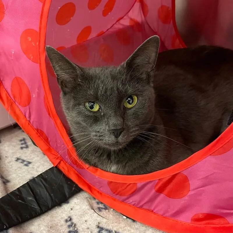 An adult medium-sized female Domestic Short Hair cat named Cersei for adoption in Roanoke, VA