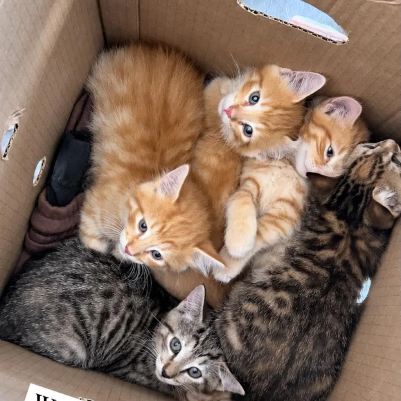 A baby small-sized male Orange / Red Domestic Short Hair cat named Leaf for adoption in Hampton Bays, NY