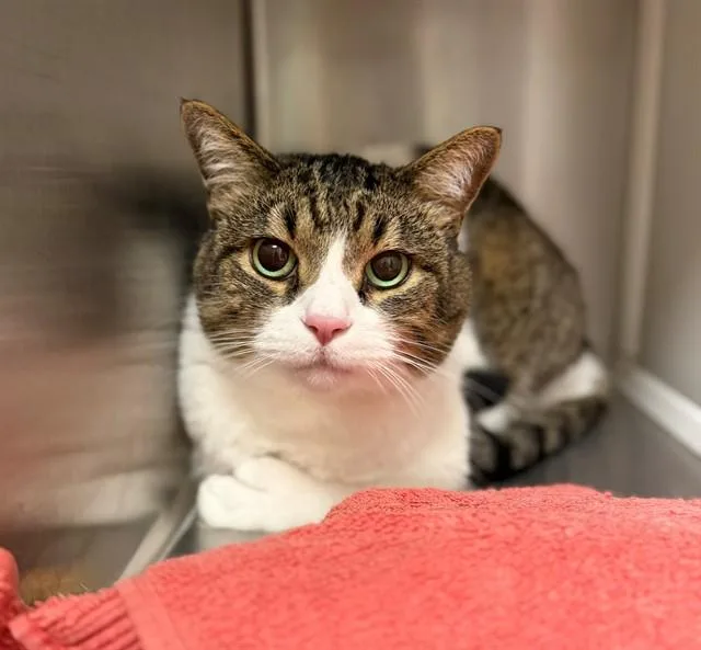 A senior large-sized male Domestic Short Hair cat named Cashew for adoption in Brighton, CO