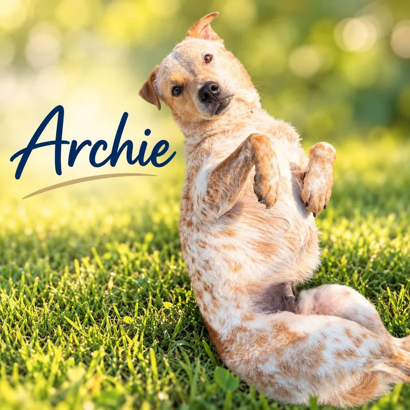 Archie thumbnail 2