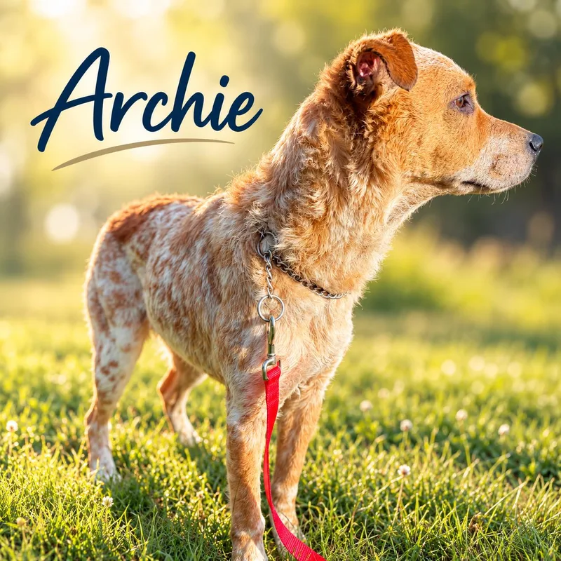 Archie thumbnail 3