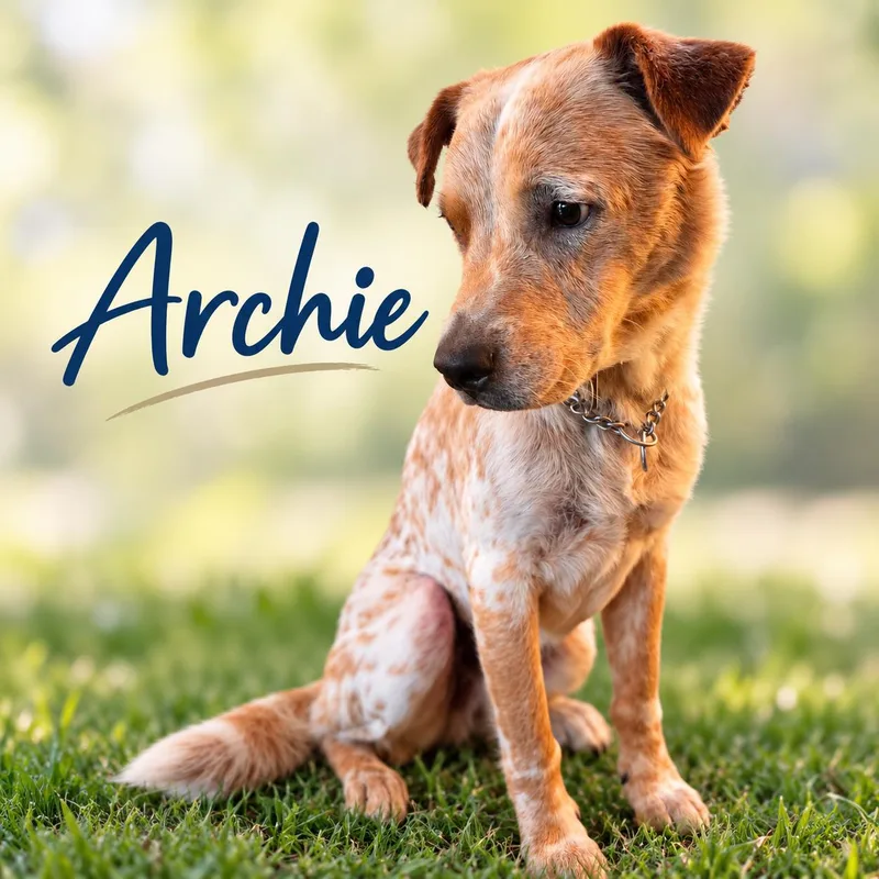 Archie thumbnail 5