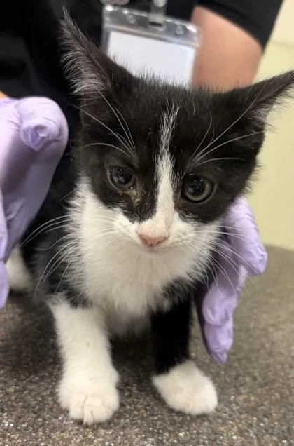 A baby small-sized female Domestic Short Hair cat named Cookie for adoption in West Chester, PA
