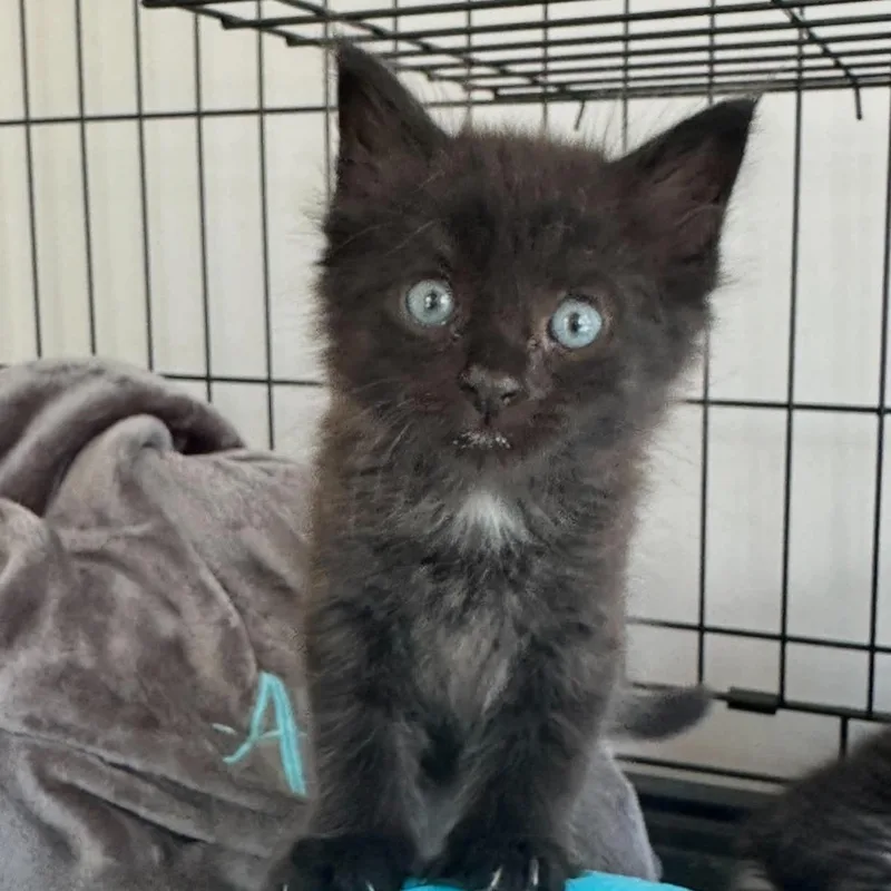 A young small-sized female Domestic Long Hair cat named Binx for adoption in Fort Payne, AL