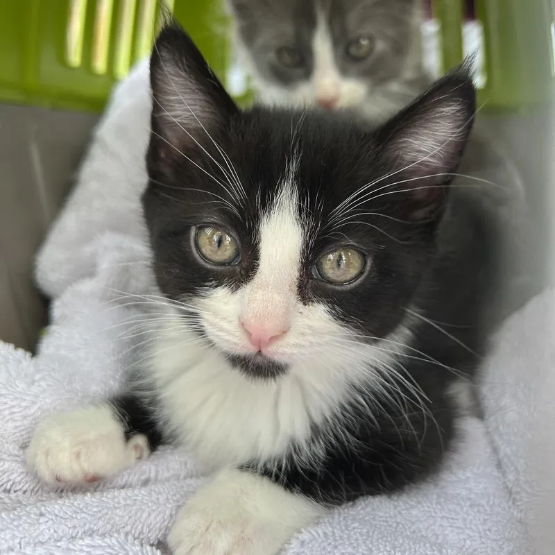 A baby small-sized female Black Domestic Short Hair cat named Jelly Bean for adoption in Morgan Hill, CA