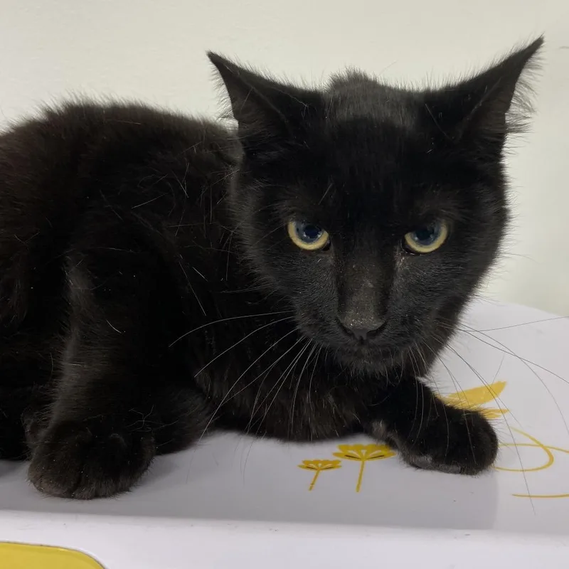 A baby small-sized male Black Domestic Short Hair cat named Jeffy for adoption in Allentown, PA