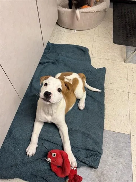 A baby medium-sized male Pit Bull Terrier dog named Sawyer for adoption in Brewster, MA