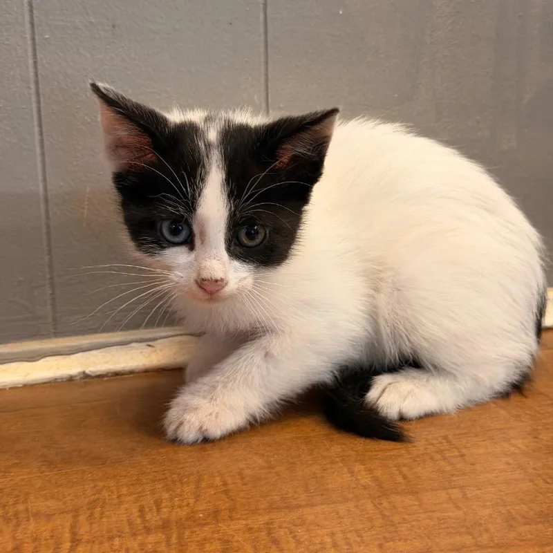 A baby small-sized female Black Domestic Short Hair cat named Porsche for adoption in Coos Bay, OR