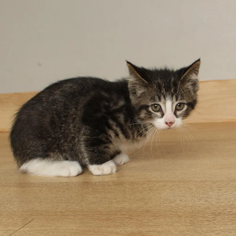 A baby small-sized male Brown / Chocolate Domestic Short Hair cat named Scarecrow C for adoption in Minnetonka, MN