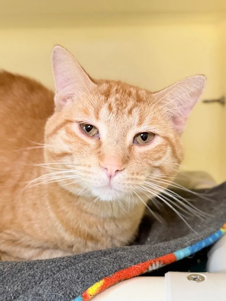 A young medium-sized male Domestic Short Hair cat named Firestar for adoption in Menomonie, WI
