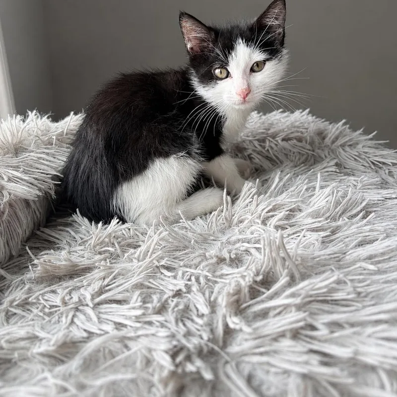 A baby medium-sized male Black & White / Tuxedo Domestic Short Hair cat named Scribble for adoption in Moriches, NY