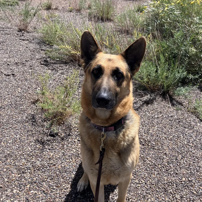 An adult extra large-sized male German Shepherd Dog dog named Sarge for adoption in Torrey, UT