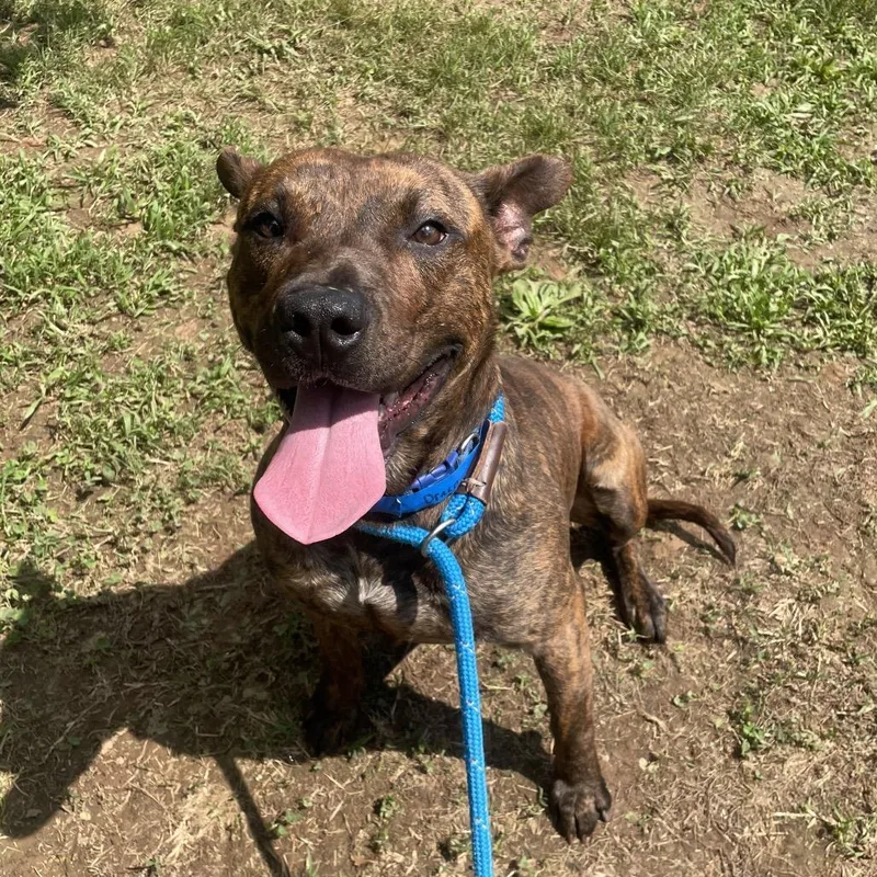 An adult medium-sized male Brown / Chocolate Mixed Breed dog named Draco for adoption in Chattanooga, TN