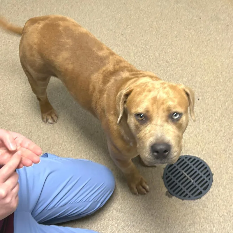 A young medium-sized female Yellow / Tan / Blond / Fawn Catahoula Leopard Dog dog named Ruca for adoption in Brookfield, WI