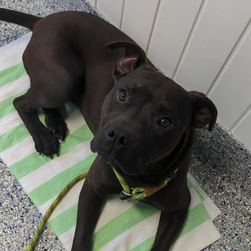 A baby medium-sized female Black Retriever dog named Godiva for adoption in Greenville, SC