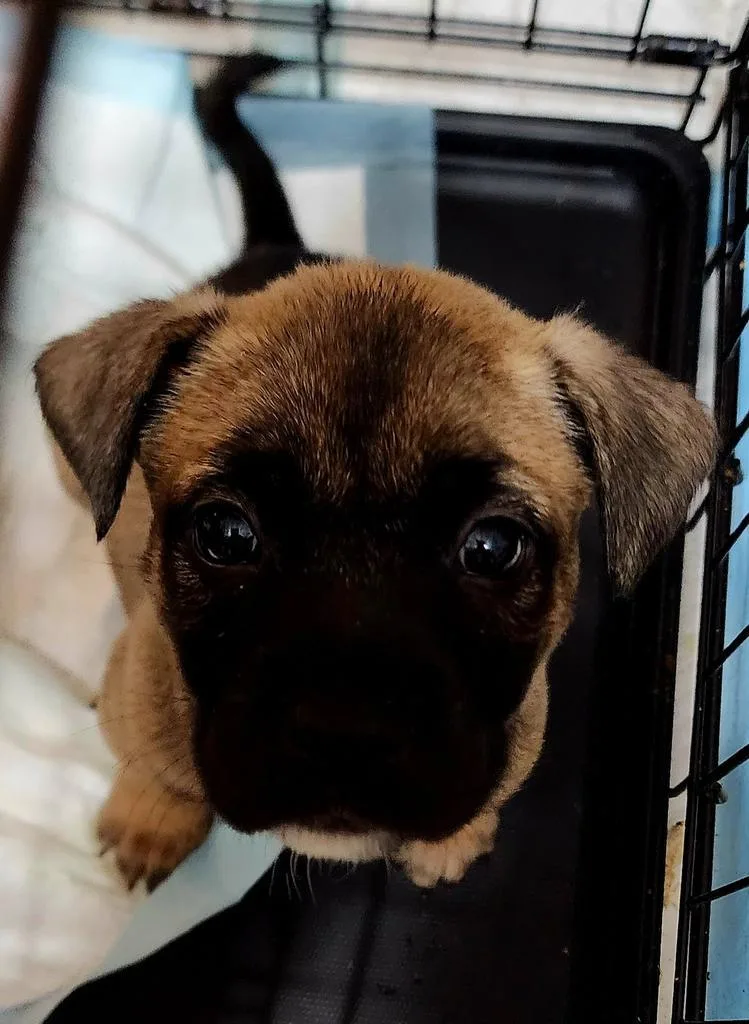 A baby medium-sized female Mixed Breed dog named Emerald for adoption in Florence, SC