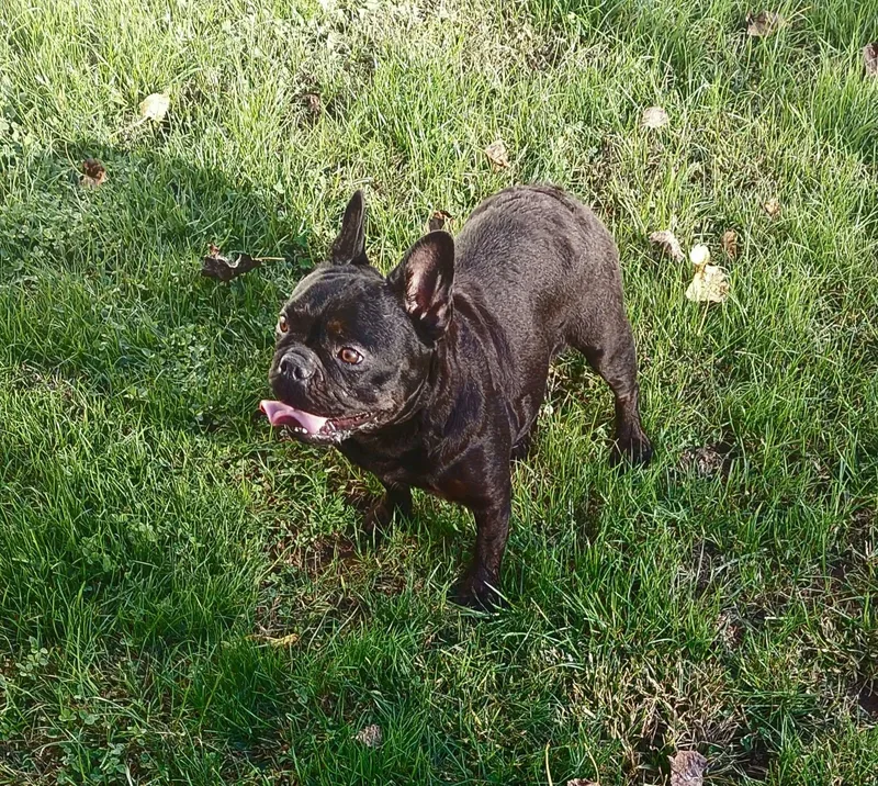 An adult small-sized female French Bulldog dog named Charlotte for adoption in Conesus, NY