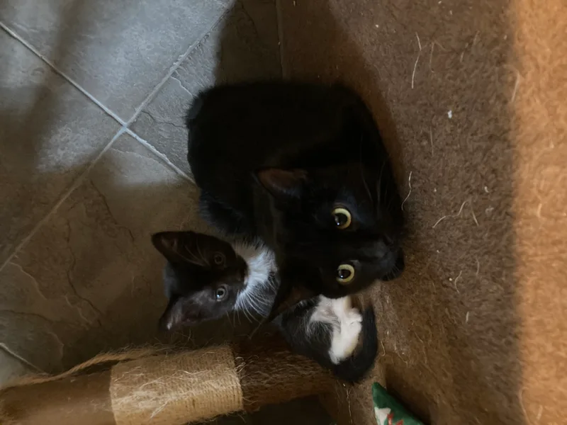 Midnight thumbnail 2