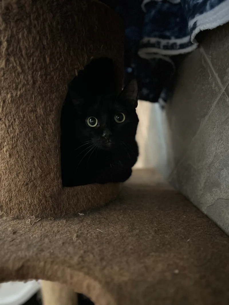 Midnight thumbnail 3