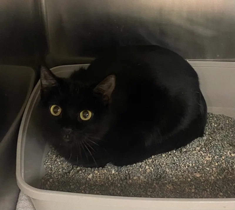 Midnight thumbnail 4