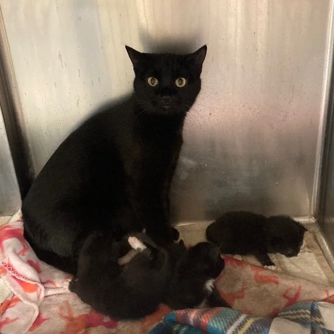 Midnight thumbnail 5