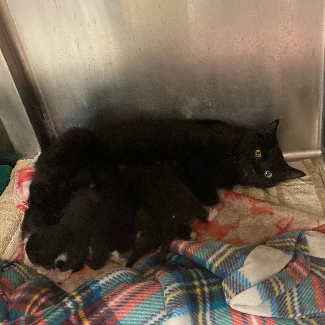 Midnight thumbnail 6