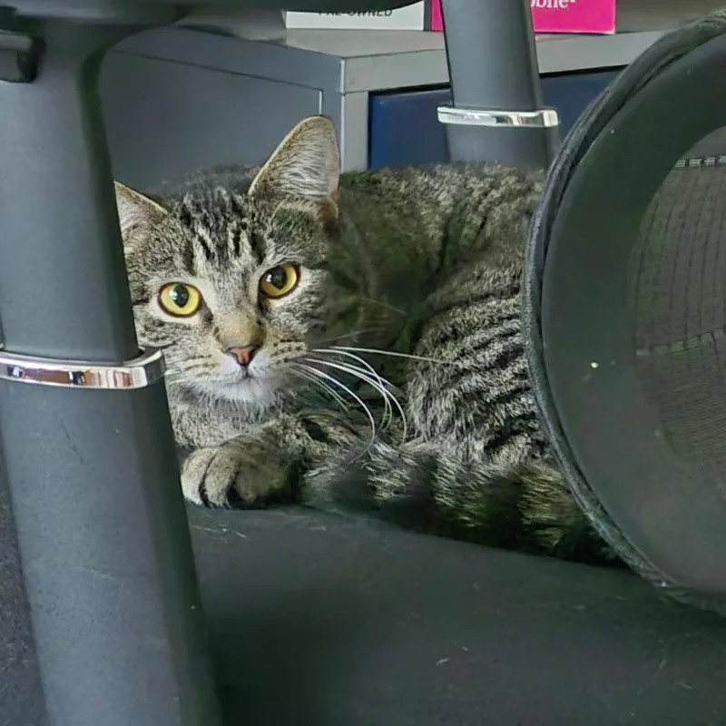 An adult small-sized female Brown / Chocolate Domestic Short Hair cat named Ash for adoption in Madison, WI