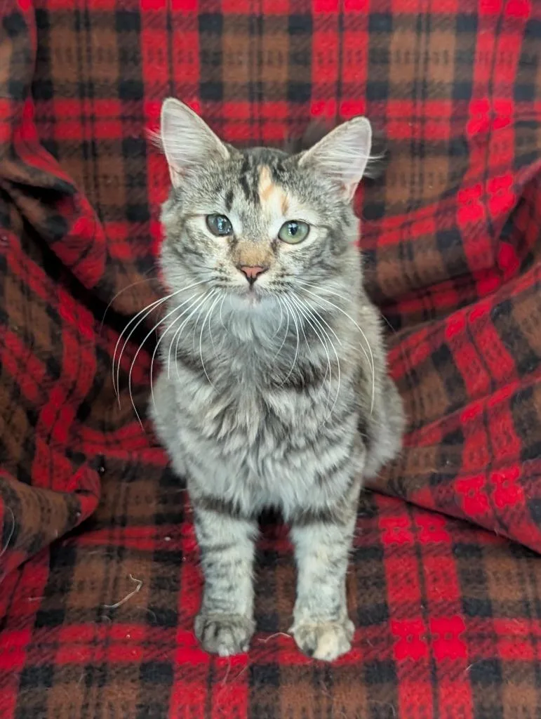 A baby medium-sized female Domestic Short Hair cat named Stardust for adoption in Salt Lake City, UT