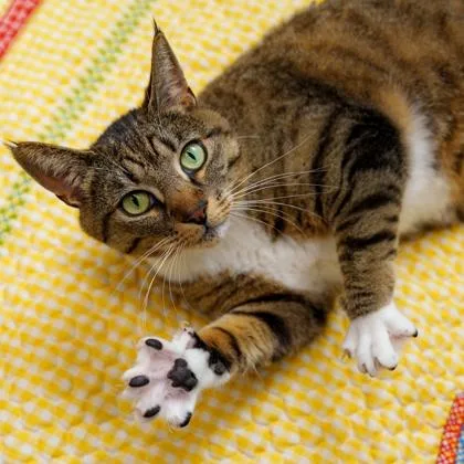 An adult small-sized female Gray / Blue / Silver Domestic Short Hair cat named Sheila for adoption in Atlanta, GA