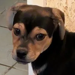 Millie thumbnail 5
