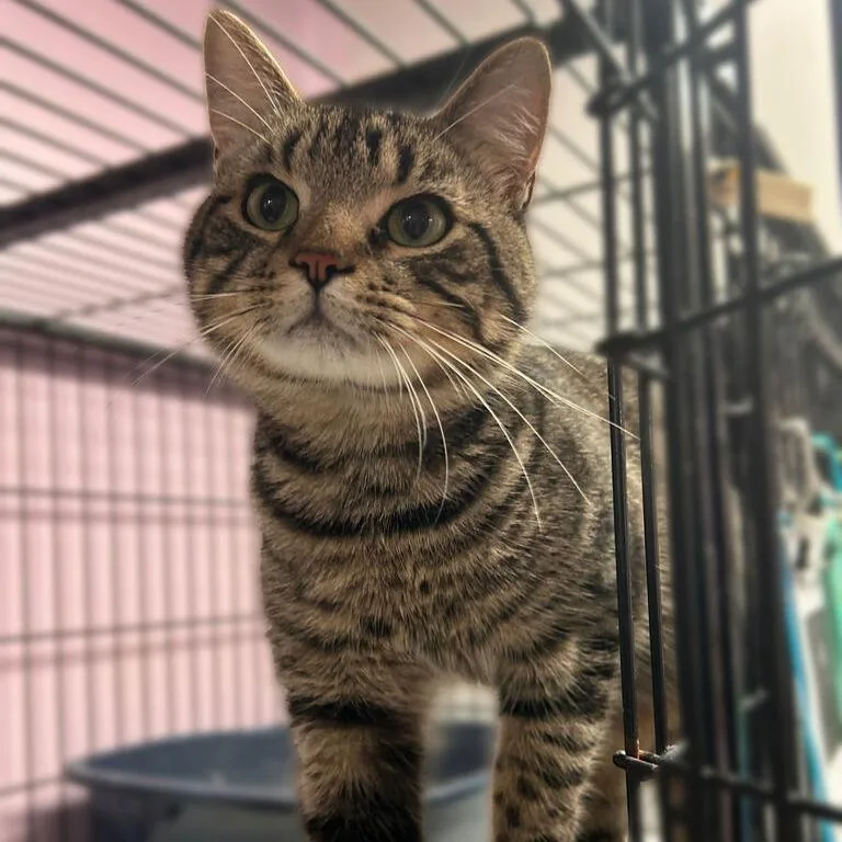 An adult medium-sized male Brown / Chocolate Domestic Short Hair cat named Boots Ze Haus Daun for adoption in Davenport, IA