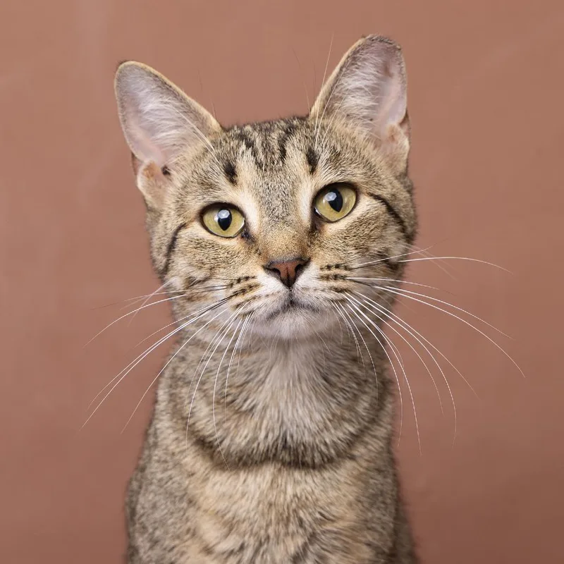 A young medium-sized female Gray / Blue / Silver Domestic Short Hair cat named Thelma for adoption in Franklin, TN